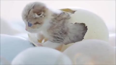 Cute and funny kitten inside the egg