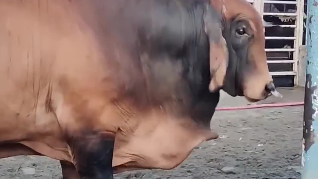 AMAZING BRAHMAN CATTLE FARMING, BRAHMAN BULL AND COW FARM, BRAHMAN BREEDING, BRAHMAN MEAT INDUSTRY