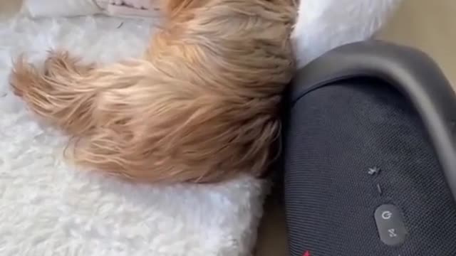 shaw being woken up to loud music