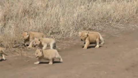 SIX cute LION CUBS enjoy their first outdoor adventure and fighting with their mom