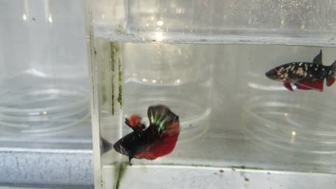 One pair betta fish plakat avatar