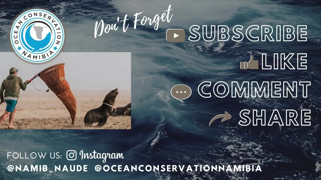 Big Seal RESCUED from 45 strands of fishing line Soo exciting video