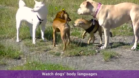 What Does A Good Dog Meeting Look Like2021