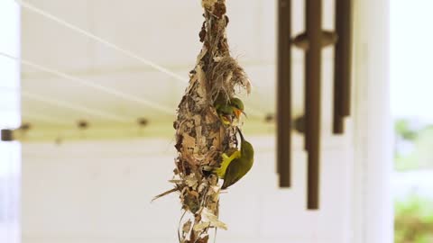 Frei Films Feeding of Olive Backed Sunbird Chicks