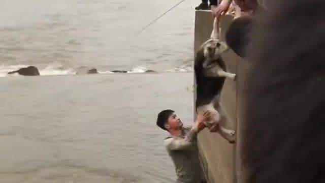 Guys rescue a dog stranded in rushing waters..