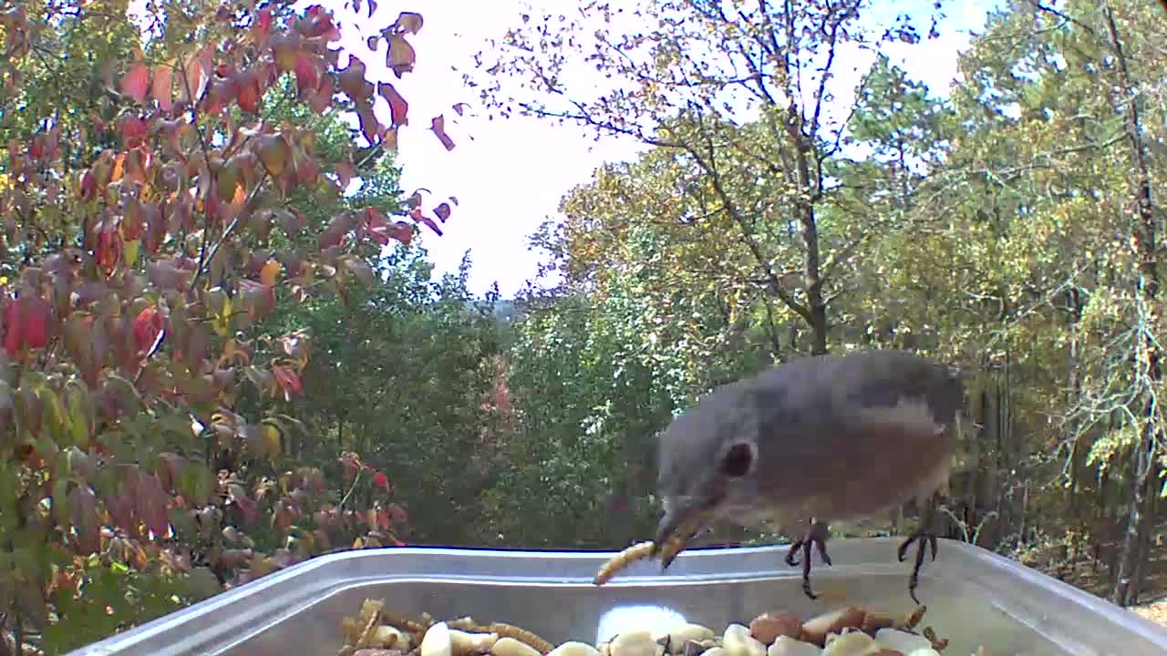 Bluebirds not happy having to share