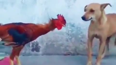 Dog vs bird