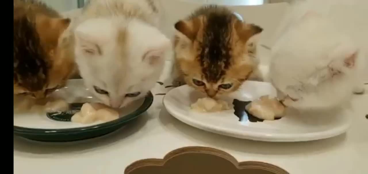 These Kittens are to cute!!!😻