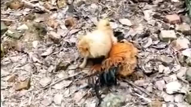 Chicken vs Dog funny fight🐕