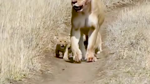 CUTE BABY LION CUB