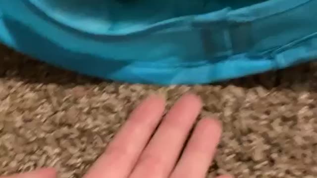 Nala the tiger cat