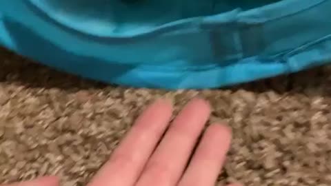Nala the tiger cat