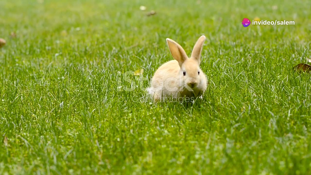 Rabbits are amazing