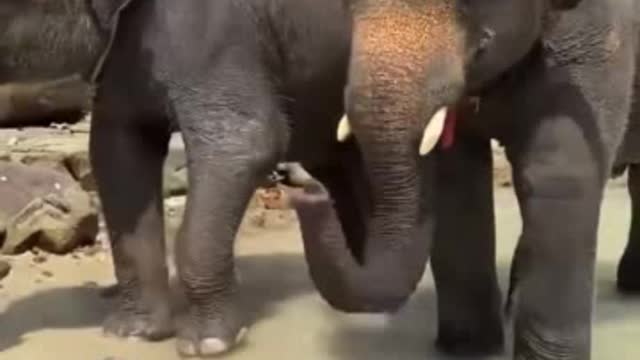 Elephant massage