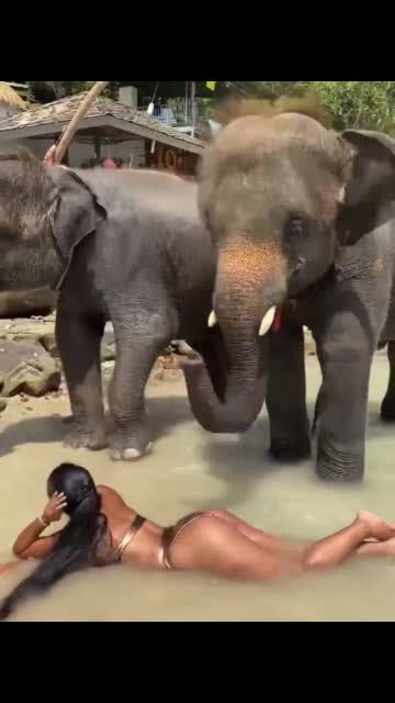 Elephant massage