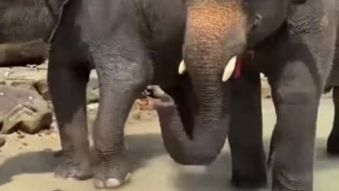 Elephant massage