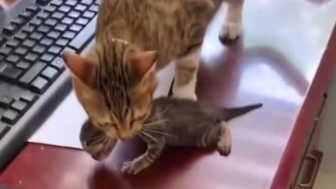 Cat funny video