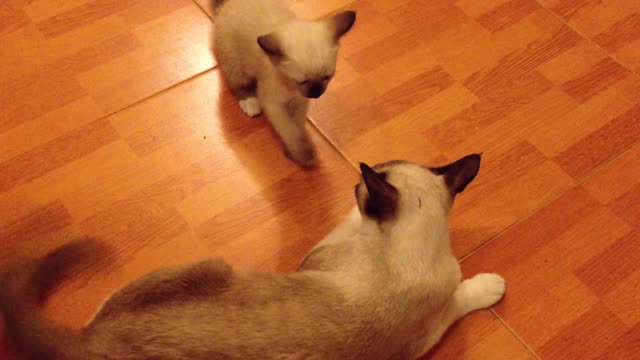 Funny cat 2022 home