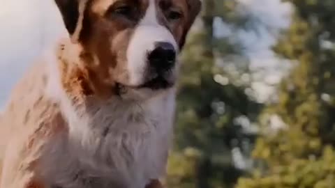 Buck the movie help 🥰🐶🐕🥰🐶🐕