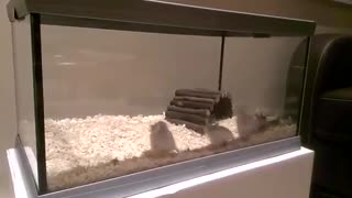 hamster dancing in suprt mario theme