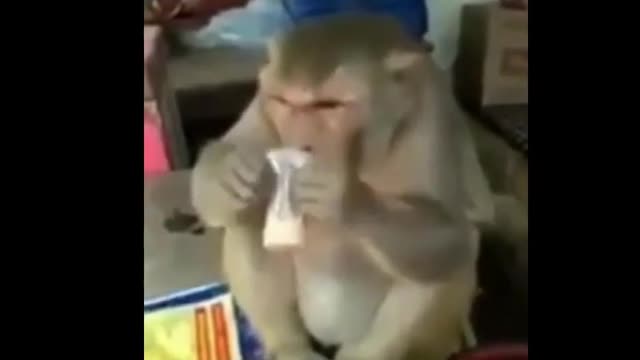 Funny monkey videos tag friend