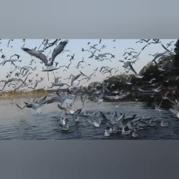 Beautiful image of river with beautiful flute music☺️🍃