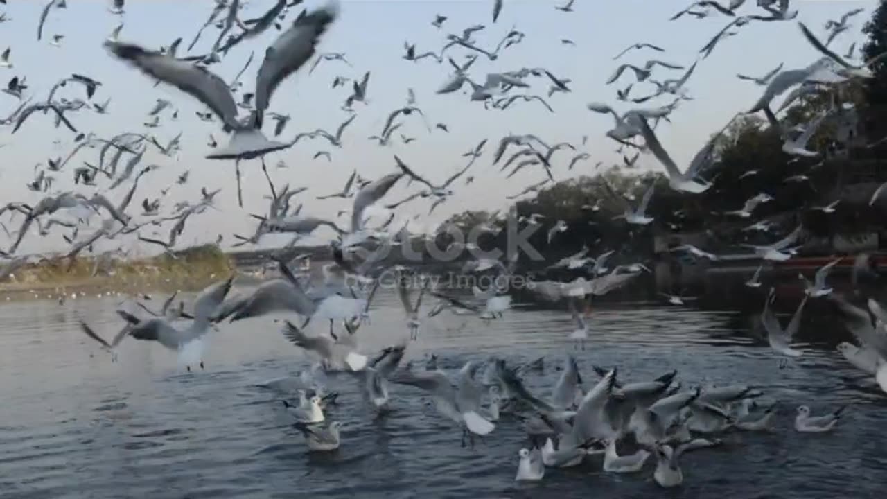 Beautiful image of river with beautiful flute music☺️🍃