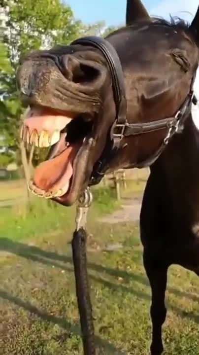 Donkey Laughing Funny video 📸😅🤣