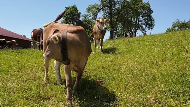 animaux de la ferme