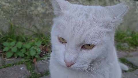 Compared to other days, Angry White Cat is behaving less Angry today.