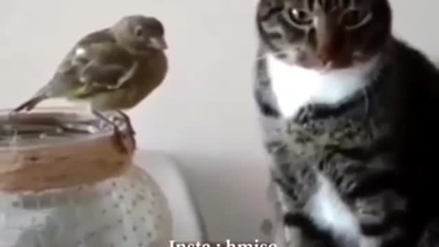 Watch the cat how he did with a sparrow without a cage