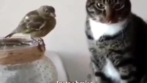 Watch the cat how he did with a sparrow without a cage