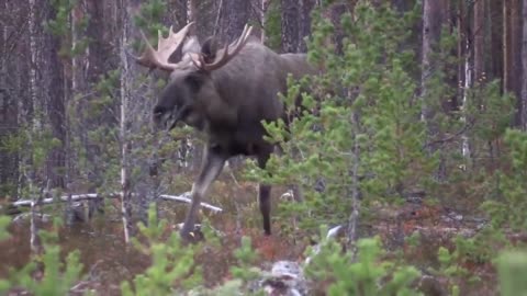 Moose is the king of the forest