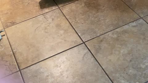 Bulldog hates the vacuum cleaner