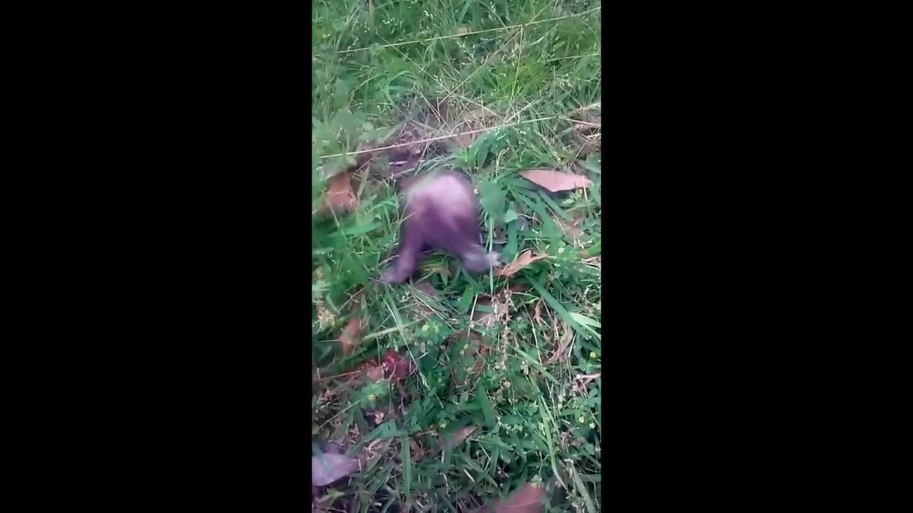 Cute ferret. Nibbles finds postholes