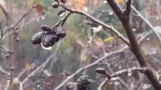 A Raindrop Holding Tight To A Tree Bud In The Autumn Wind.