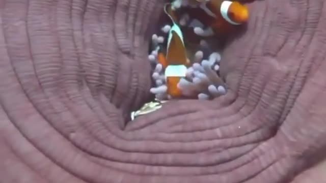 Fishes playing hide-and-seek