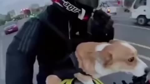 "Dog reaction at bike speed😂|#shorts#DRMVLOGS"