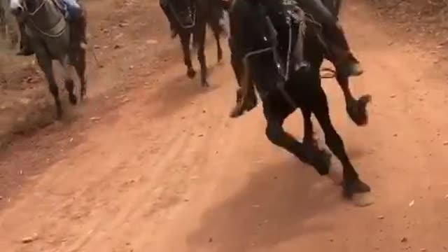 Caballo bailando con ritmo