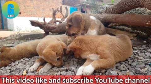 Dog Pappy funny video interesting video