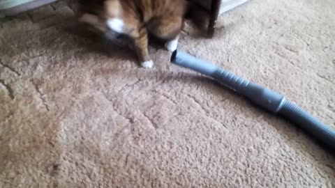 Cat vs Vacuum Cleaner