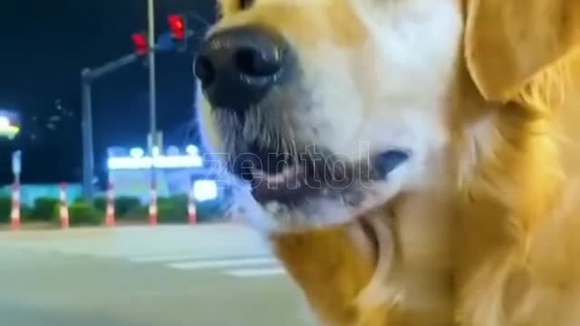 Dog Amazing video#shorts