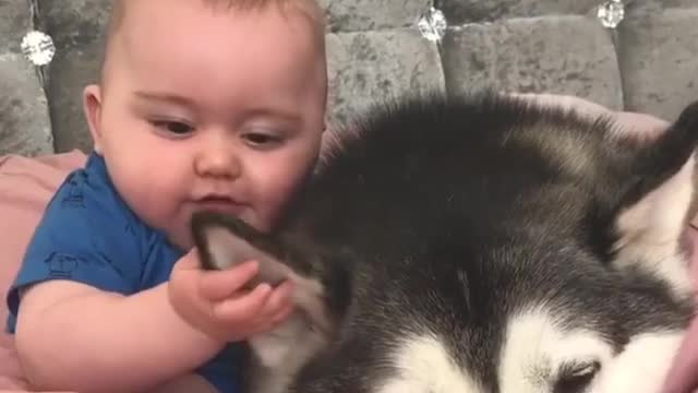 Cute baby animals Videos Compilation cutest moment of the animals - 🐶 Cutest Puppies #2