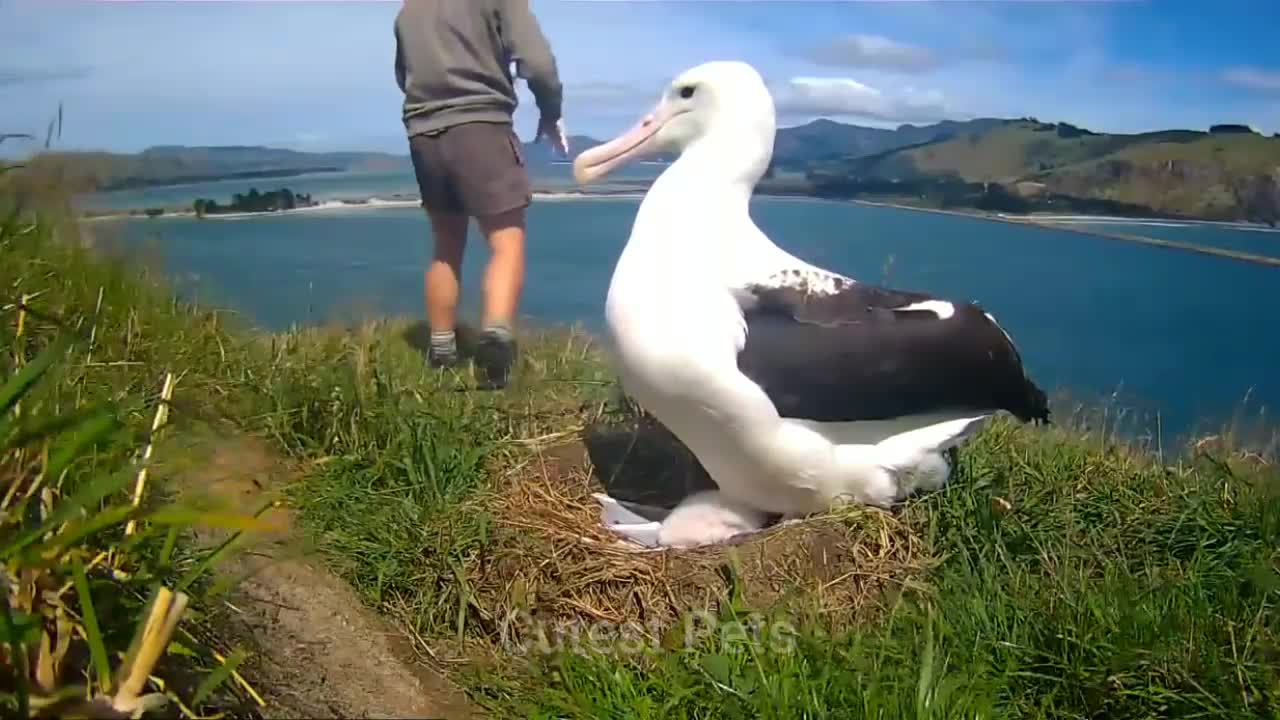 Recovered Albatross Chick Back to it's Original Nest by rangers