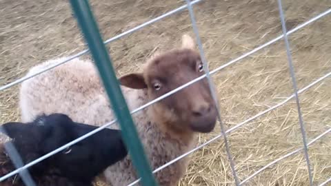 New Lamb