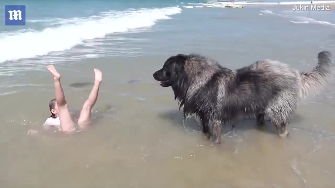 Adorable dog playing with a girl