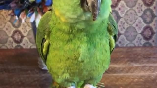 Amazing cute talking parrot