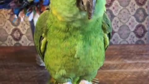 Amazing cute talking parrot