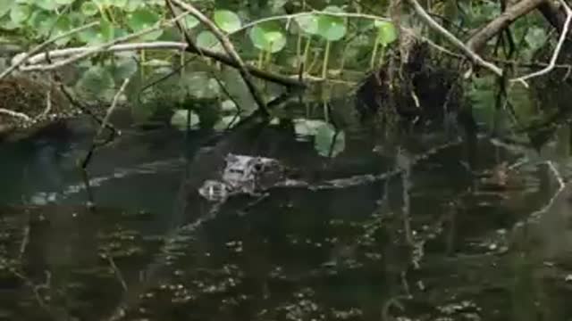 The Most Dangerous Crocodile In The World-- Nile Crocodile_Cut.mp4