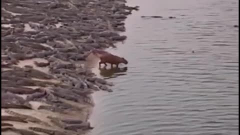 Can you make out what kind of animal it is? The shore seems to be full of crocodiles